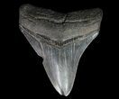 Serrated, Fossil Megalodon Tooth - Georgia #65793-1